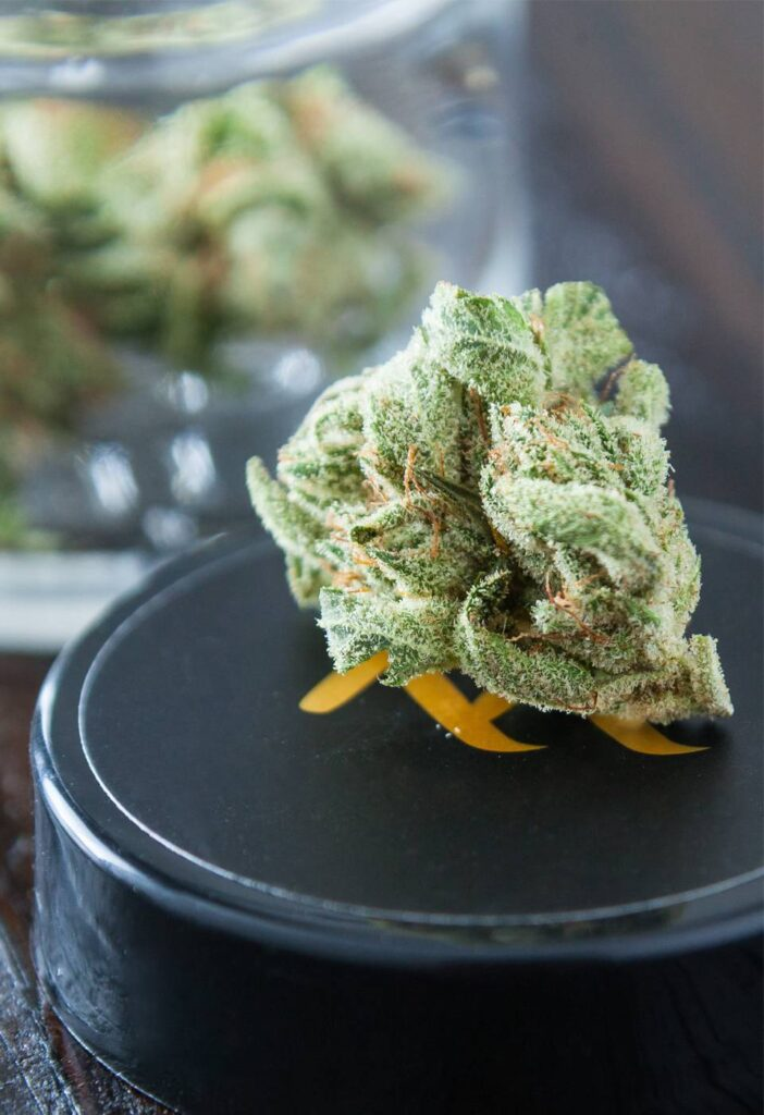 Close up of a healthy cannabis leaf